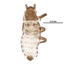 Image of Thripsaphis (Thripsaphis) ballii (Gillette 1908)