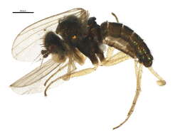 Image of Chrysotus