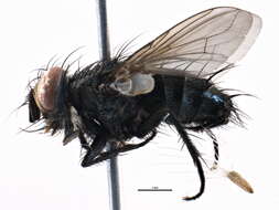 Image of Eucelatoria texana (Reinhard 1923)