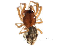 Image of Pachygnatha xanthostoma C. L. Koch 1845