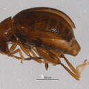 Image of Longitarsus suspectus Blatchley 1921