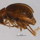 صورة Longitarsus suspectus Blatchley 1921