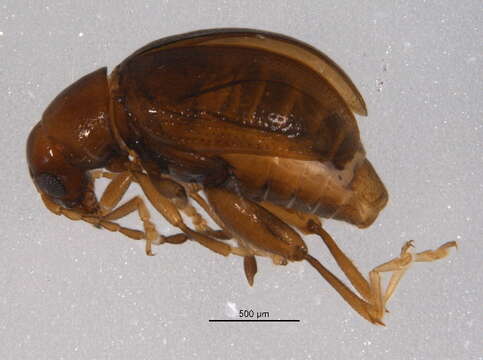 صورة Longitarsus suspectus Blatchley 1921