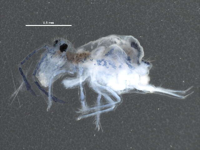 Image of Dicyrtomina minuta (Fabricius O 1783)