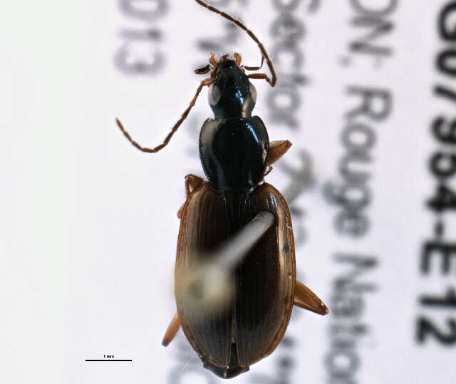 Imagem de Agonum (Europhilus) palustre Goulet 1969