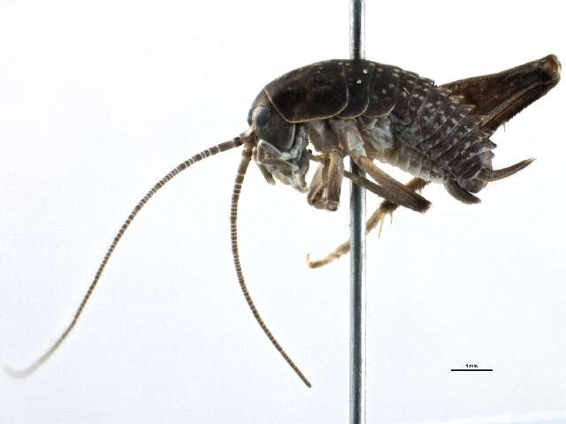 Image of Ceuthophilus (Geotettix) guttulosus Walker & F. 1869