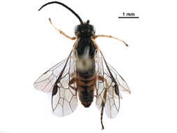 Image of Nematus ventralis Say