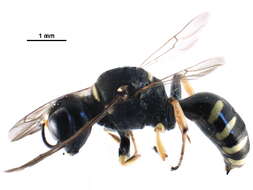 Image of Ectemnius lapidarius (Panzer 1803)