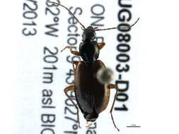 Imagem de Agonum (Europhilus) palustre Goulet 1969