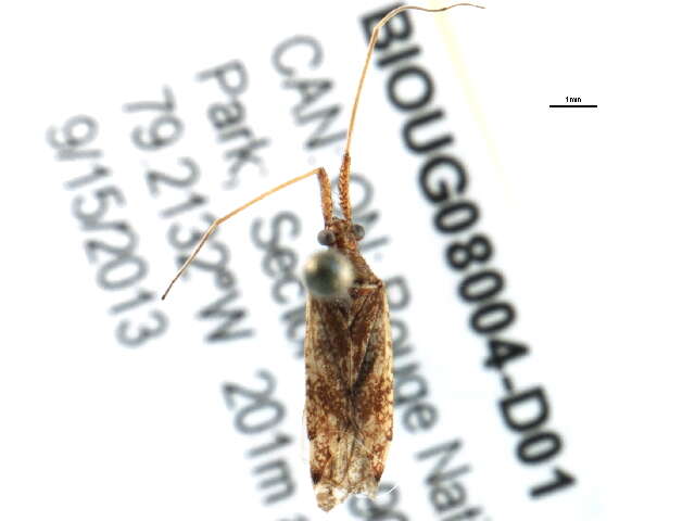 Image of Phytocoris