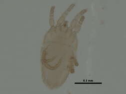 Image of chelicerates