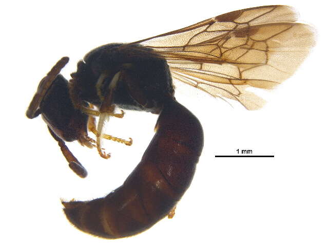 Hylaeus modestus Say 1837 resmi