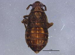 Sivun Delphacidae kuva