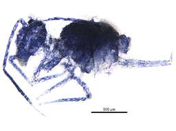 Image of Dicyrtomoidea