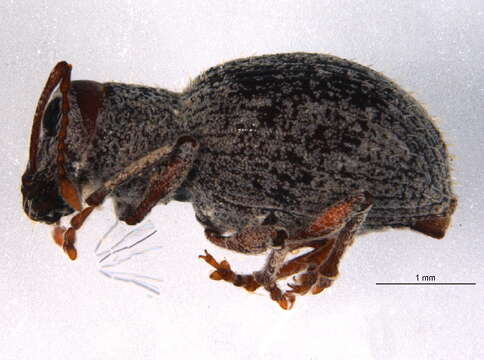 Image of Calomycterus