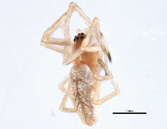 Image of Tetragnatha shoshone Levi 1981