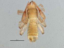 Sivun Ephippiochthonius tetrachelatus (Preyssler 1790) kuva