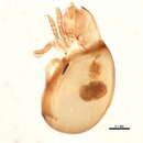 Image of <i>Phthiracarus longulus</i>