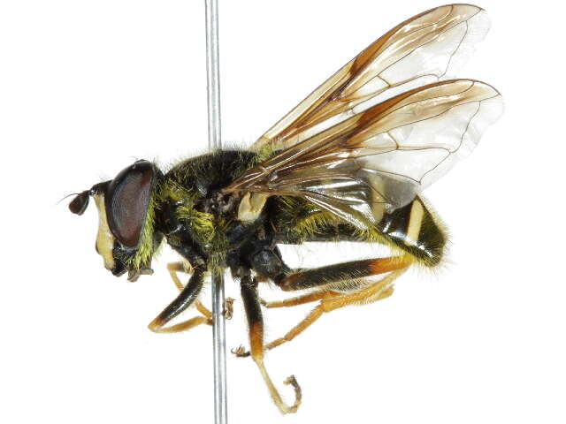 Image of Sericomyia chrysotoxoides Macquart 1842