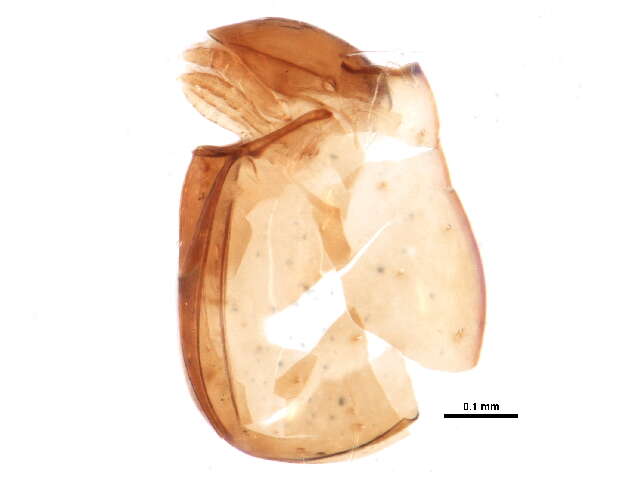 Image of Euphthiracaridae Jacot 1930