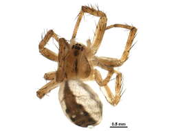 Image of Tuftlegged Orbweaver