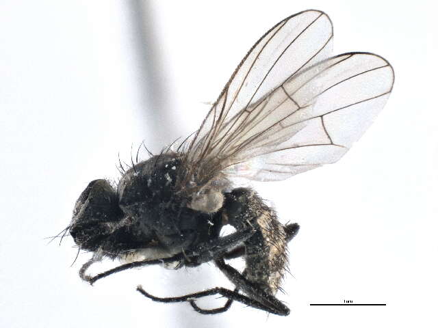 Image of Limnophora