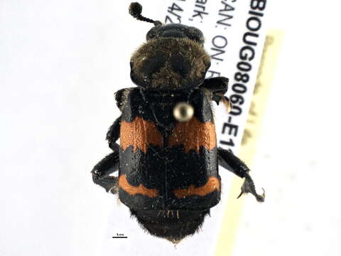 Image of Tomentose Burying Beetle