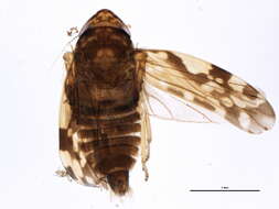 Image of <i>Xestocephalus similis</i>