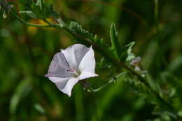 Image de Convolvulus equitans Benth.