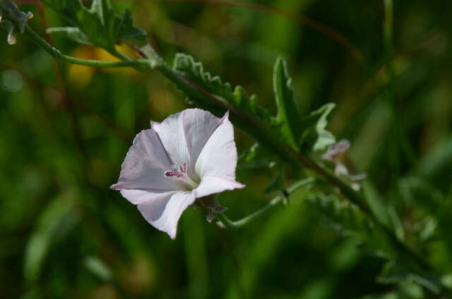 Image of Texas bindweed