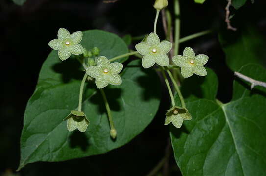 Image de Dictyanthus reticulatus Benth. & Hook. fil. ex Hemsl.