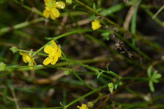 Image de Ranunculus fascicularis Muhl. ex Bigel.