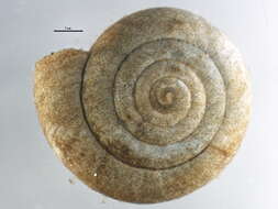 Image of reddish snail