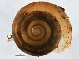 Image of reddish snail