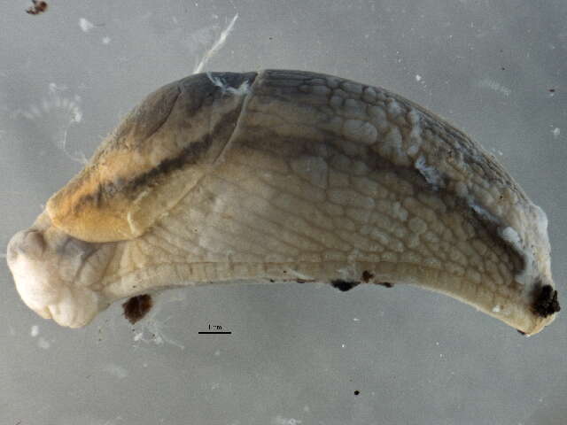 Image of Dusky Slug