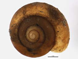 Image of Hairy Snail