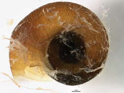 Helisoma anceps (Menke 1830) resmi