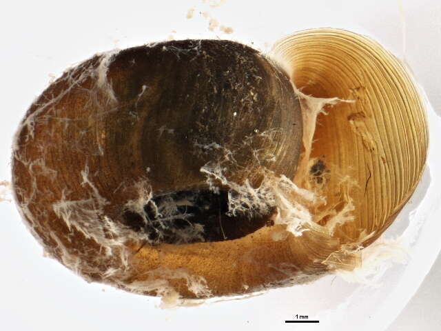 Helisoma anceps (Menke 1830) resmi