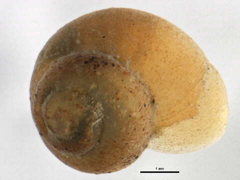 Image of Valvatoidea Gray 1840