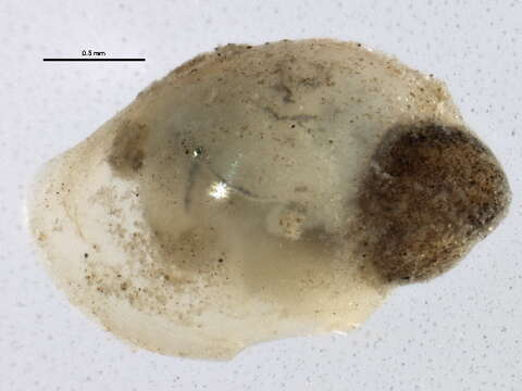 Physella acuta (Draparnaud 1805) resmi