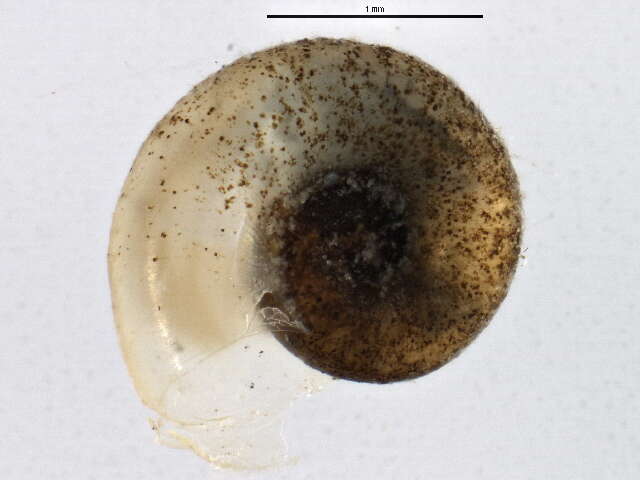 Image of Gyraulus circumstriatus (Tryon 1866)