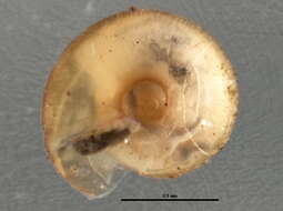 Image of dwarf snail