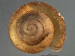 Image of dwarf snail