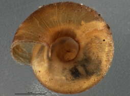 Image of dwarf snail