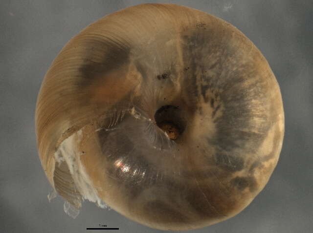 Image de Gastropoda Cuvier 1795