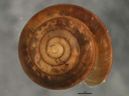 Image de Gastropoda Cuvier 1795