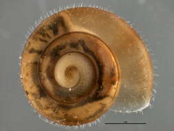 Image of Hairy Snail