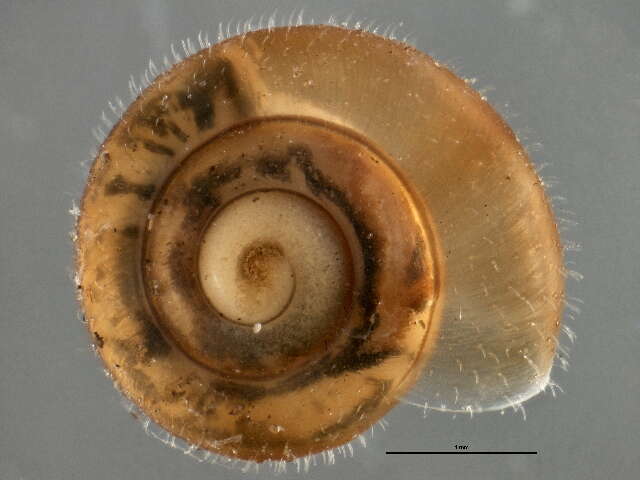 Image of Hairy Snail