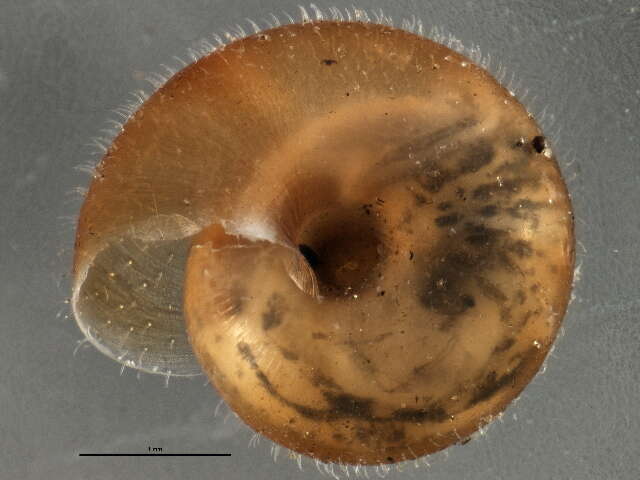 Image of Hairy Snail