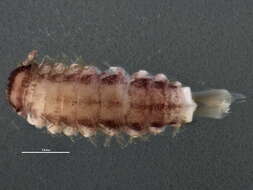 Image of bristly millipede